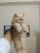 Persian
